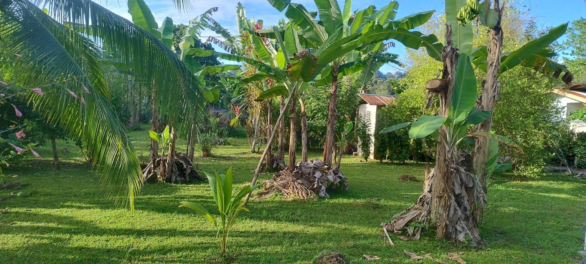 Cabinas Los Tucanes カウイータ エクステリア 写真